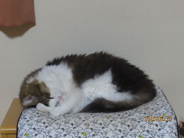 しばらくおやすみ