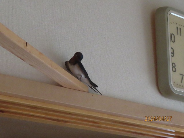 ツバメ②
