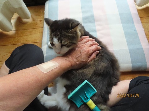 ブラッシング①