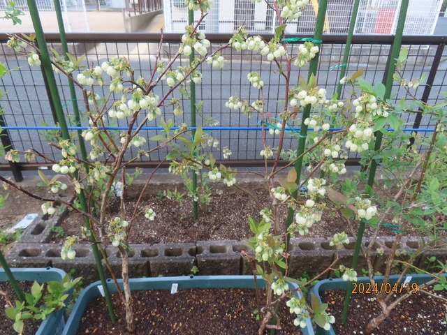 スパルタン