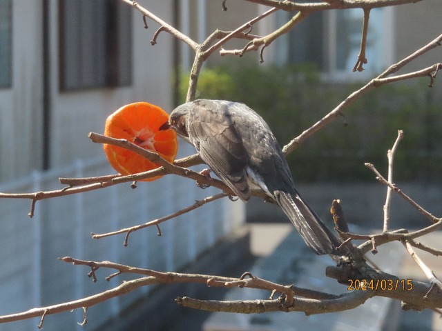 ヒヨドリミカン②