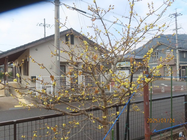 ロウバイ二分咲き