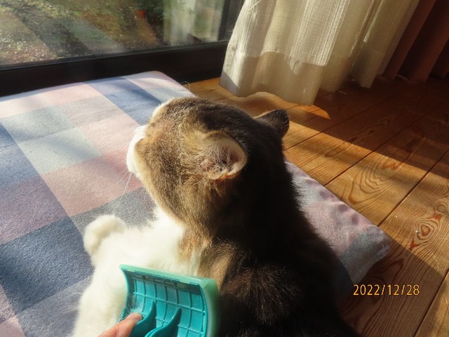 ブラッシング①