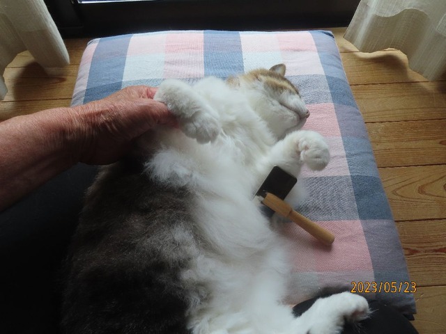 ブラッシング④