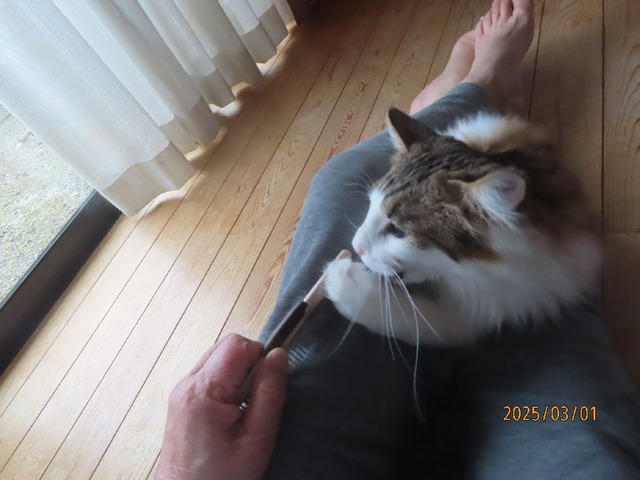 ブラッシング②