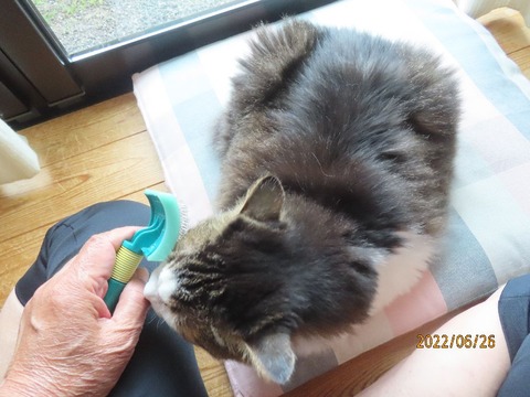 ブラッシング①