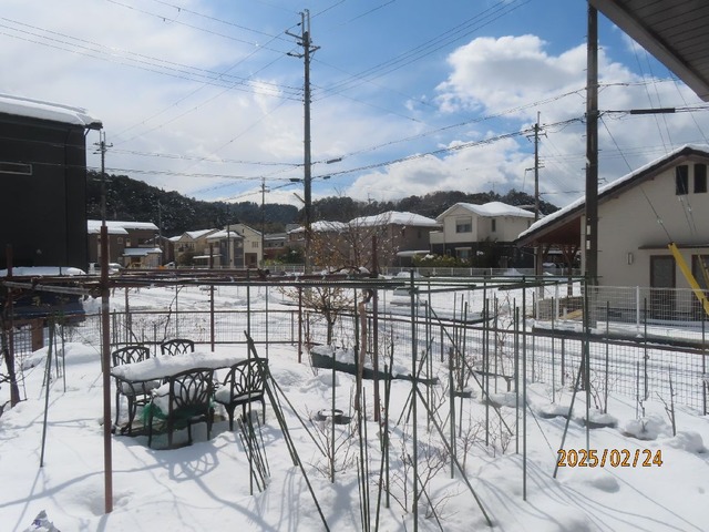 昼庭晴れ