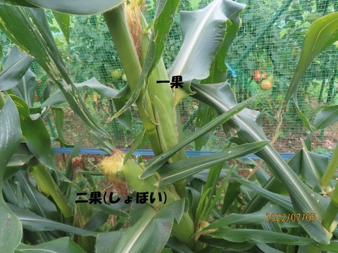 トウモロコシ②