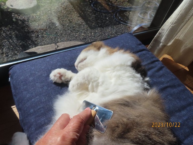 ブラッシング③