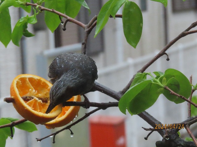 雨のヒヨドリ②