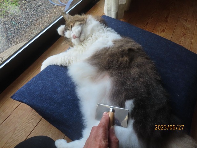 ブラッシング④