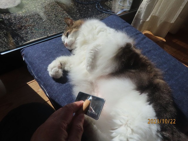 ブラッシング④