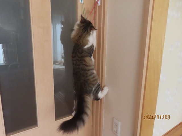ドア①
