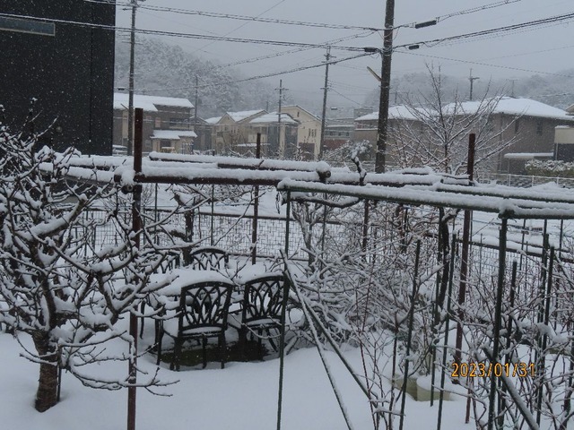 今朝は五センチくらい