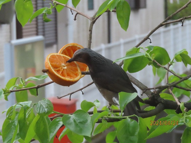 ヒヨドリみかん