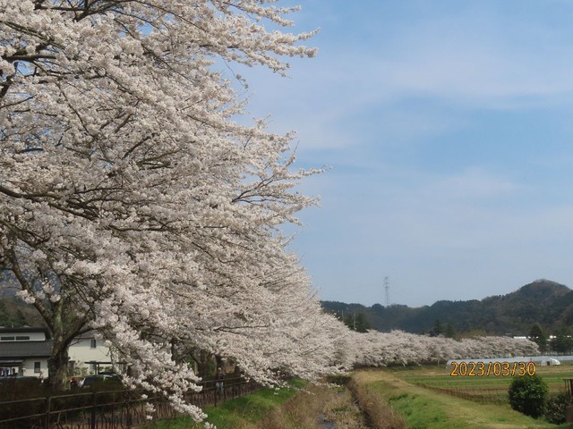 桜並木①
