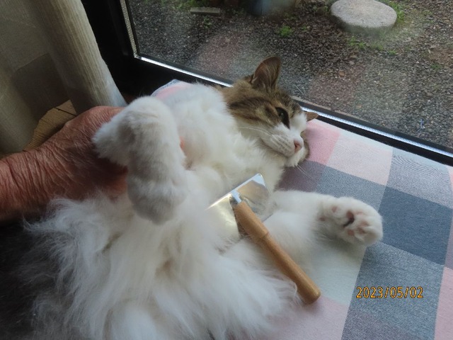 ブラッシング③