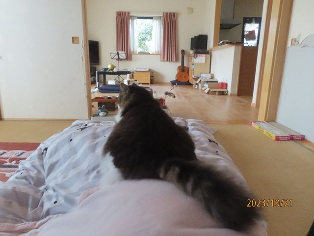 ふう「起きる?」