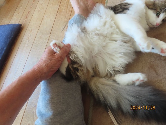 ブラッシング②