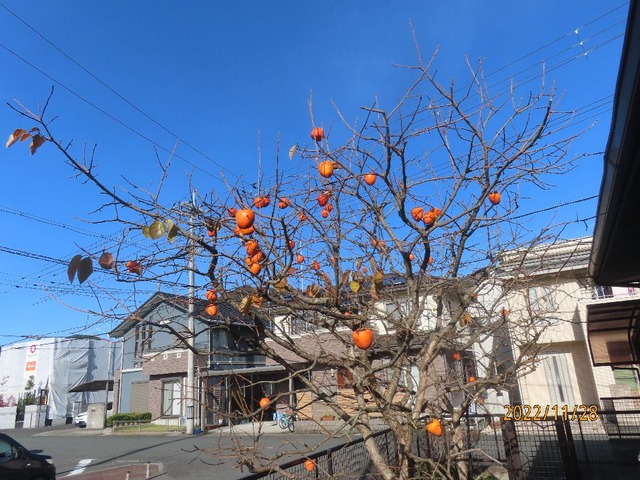 柿と青空