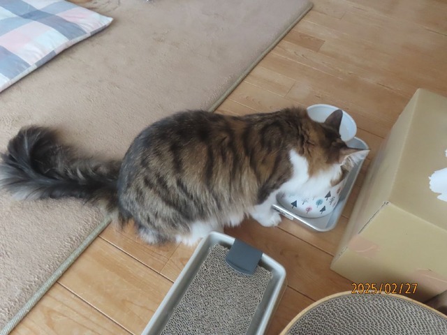 朝ゴハン