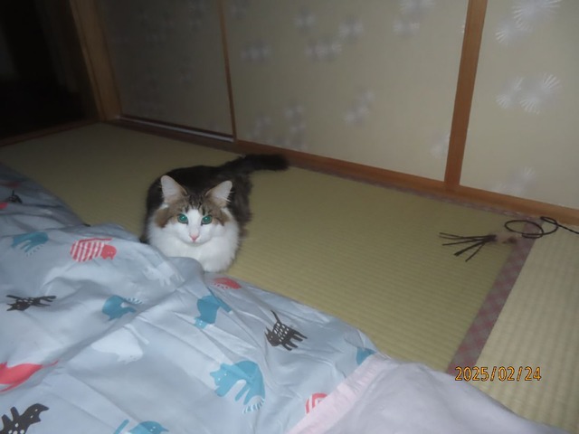 蒲団①