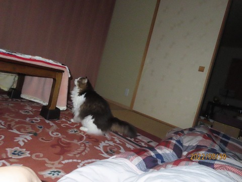 ふう「乗っかってみただけ」