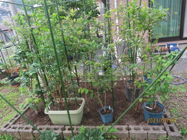 ハイブッシュ花壇へ
