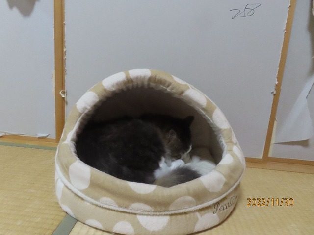 九時半ドーム