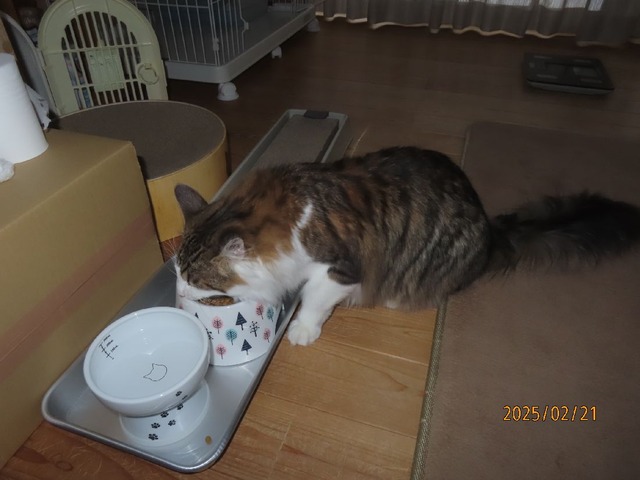 朝ゴハン