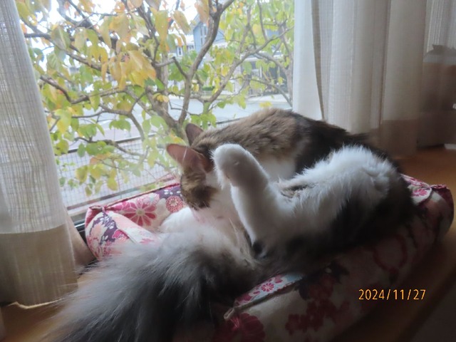 デマドベッドで毛繕い