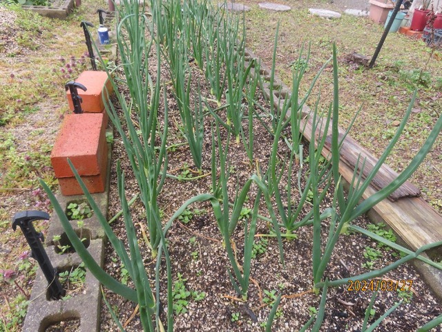 タマネギ枯れ葉掻き