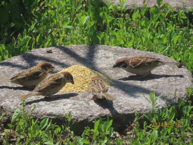 すく゜に見つけた