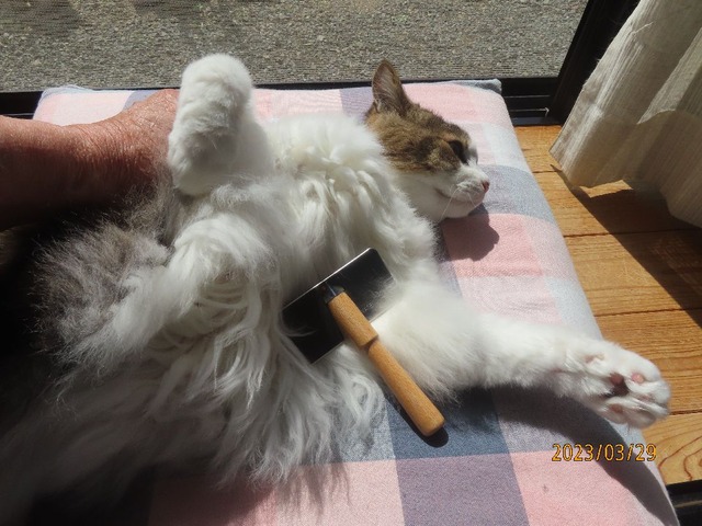 ブラッシング①