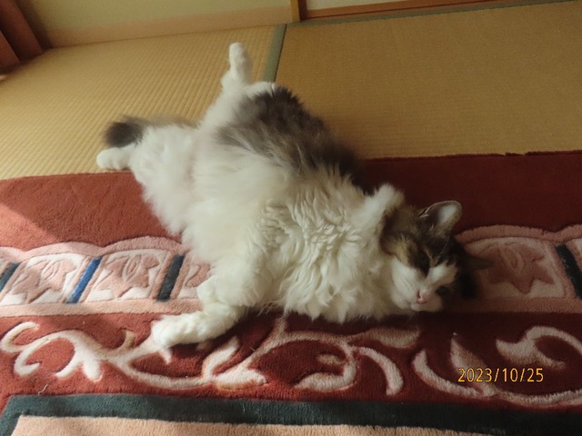 和室ころりん②