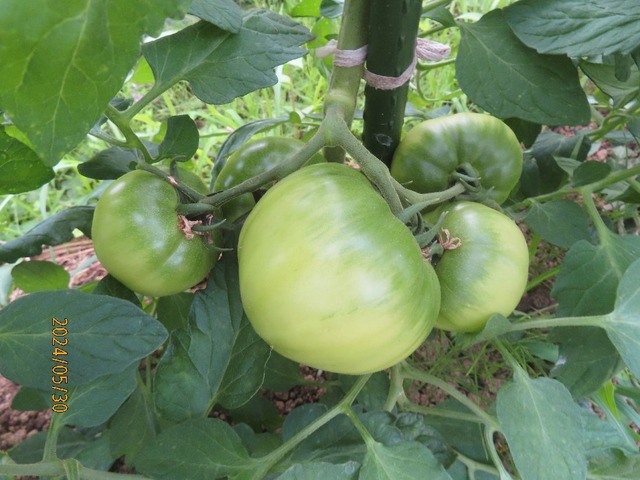 イトコトマトの実