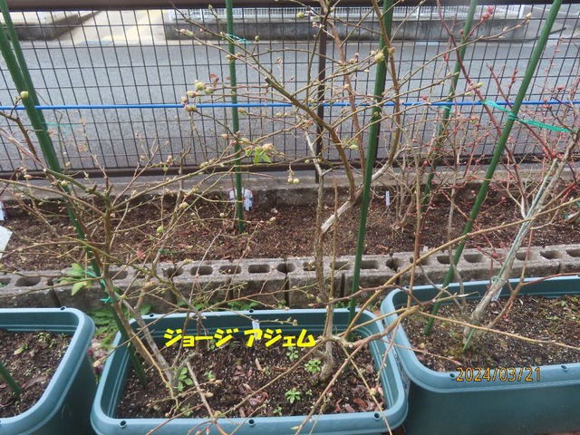 ジョージアジェム