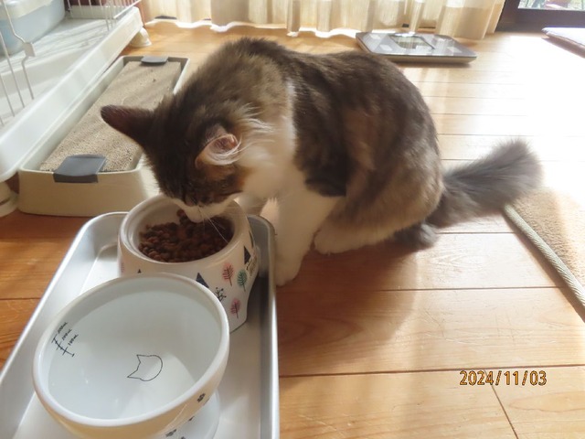 昼ゴハン