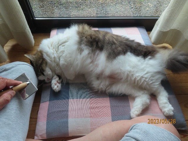 ブラッシング①