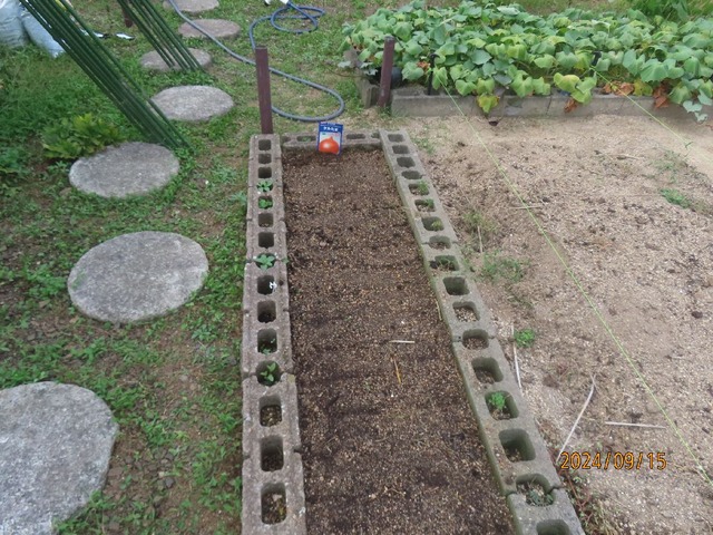 ケルたま種蒔き