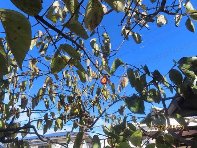 細枝密集