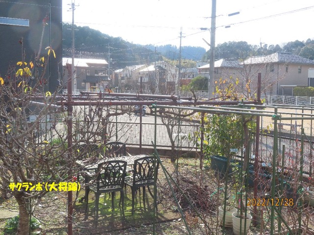 ブドウ棚剪定後