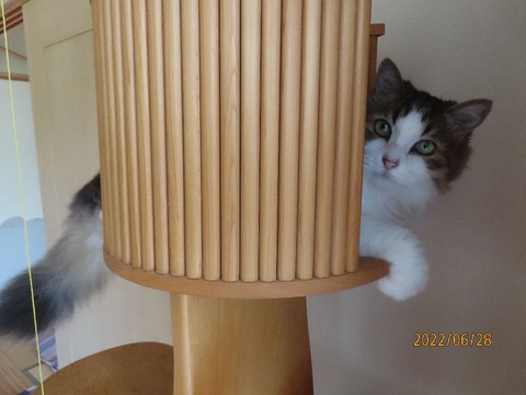 久しぶりのタワー