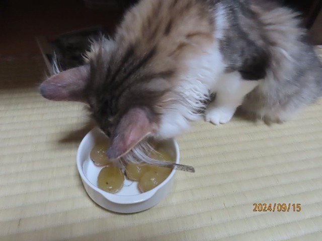 ブドウも食べる