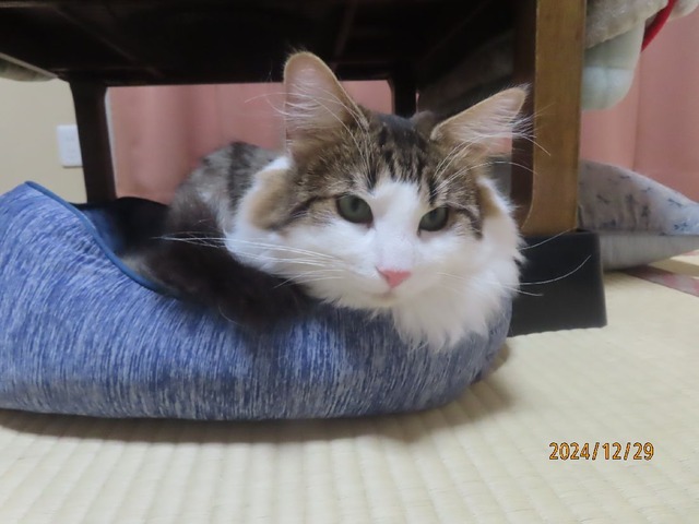 午後ベッド②