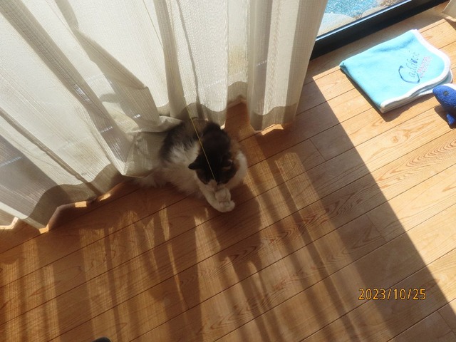 おもちや遊び②