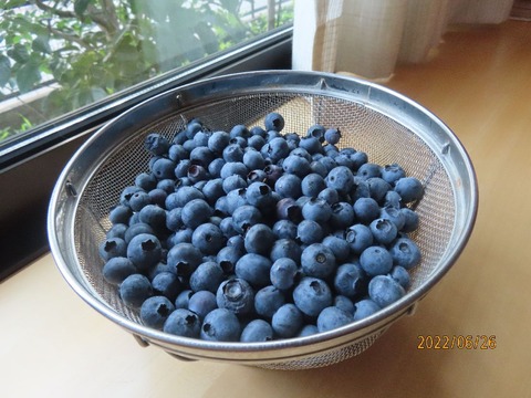 まるブルーベリー600g