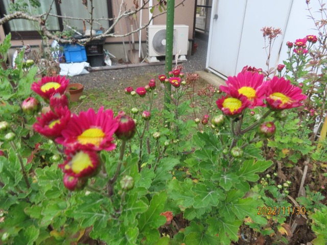小菊