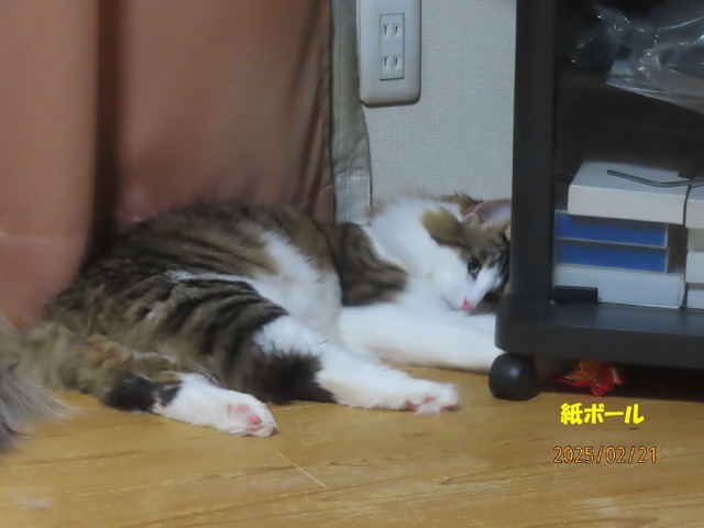 紙ボール①