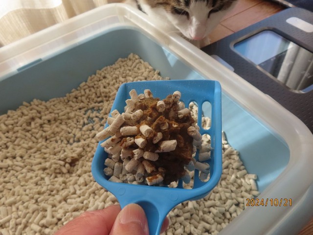 今朝のウンチホジホジ